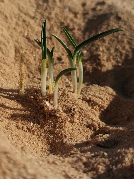 קובץ:2021-12-18T08 32 35.14864974524.jpg