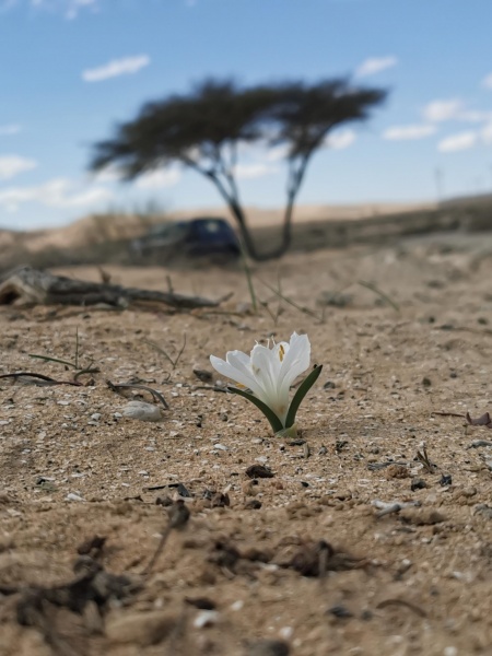 קובץ:2021-12-19T11 34 18.399626273947.jpg