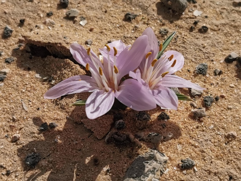 קובץ:2021-12-19T12 28 09.155315245423.jpg