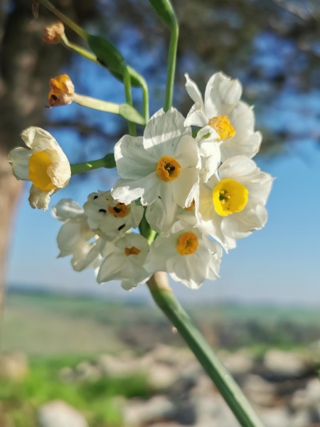 קובץ:2021-12-26T09 15 07.32660953221.jpg