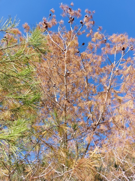 קובץ:2021-12-27T13 47 07.607811162715.jpg