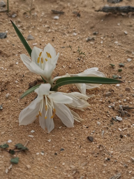 קובץ:2021-12-28T08 45 38.543402894595.jpg