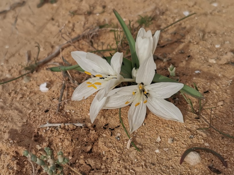קובץ:2021-12-28T08 54 28.43259042868.jpg