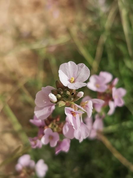 קובץ:2021-12-28T08 54 44.350766169212.jpg