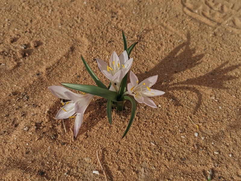 קובץ:2021-12-28T09 02 57.473854938985.jpg