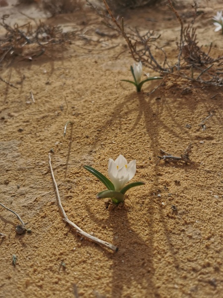 קובץ:2021-12-28T09 03 16.390454875651.jpg