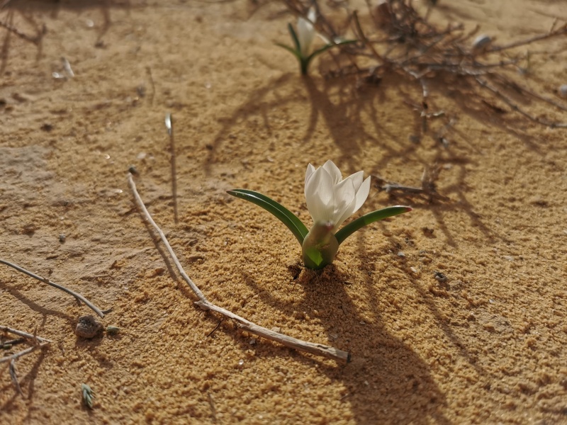 קובץ:2021-12-28T09 03 26.923646478027.jpg