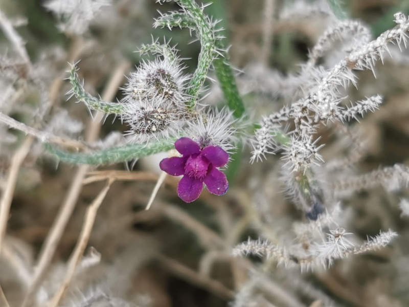 קובץ:2021-12-28T10 23 04.65599020329.jpg