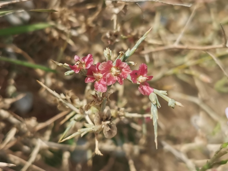 קובץ:2021-12-28T10 24 00.51697753024.jpg
