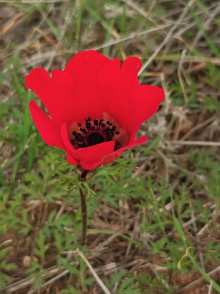 קובץ:2021-12-30T14 27 29.377670358840.jpg