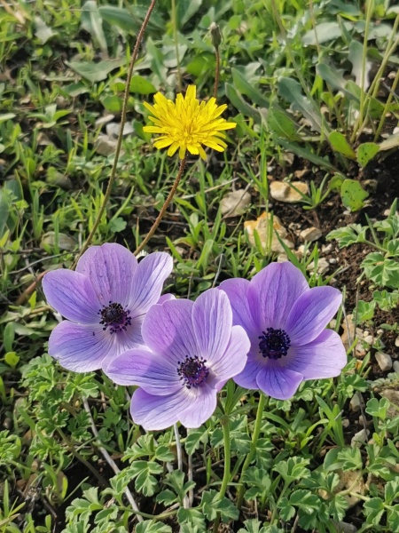 קובץ:2022-01-04T12 01 03.042222420474.jpg