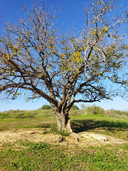 קובץ:2022-01-07T09 41 31.982208349150.jpg