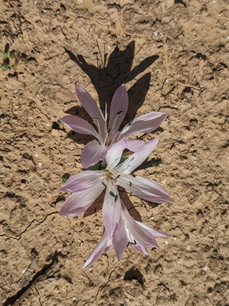 קובץ:2022-01-11T14 32 18.885061862729.jpg