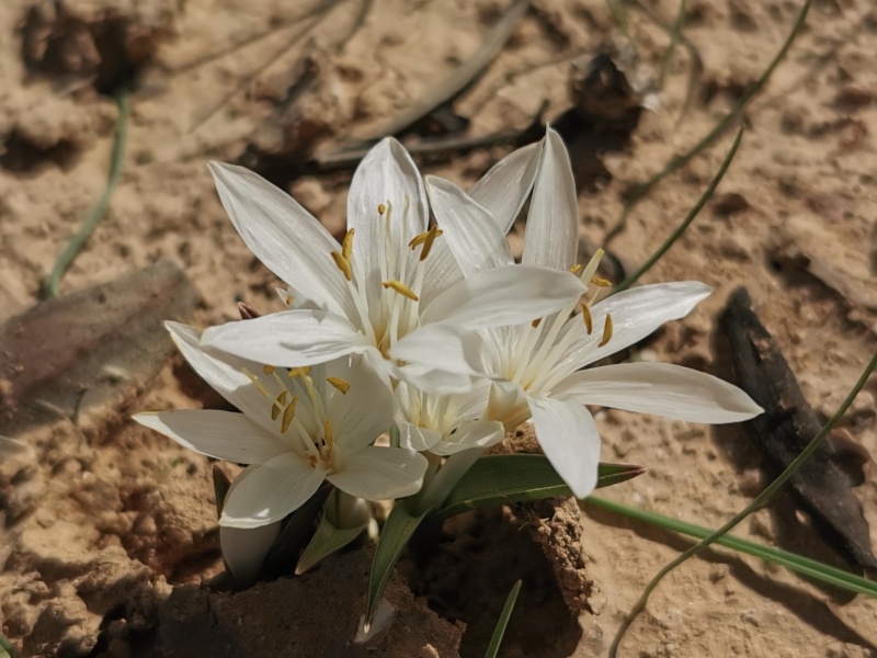 קובץ:2022-01-11T14 32 32.996543250035.jpg