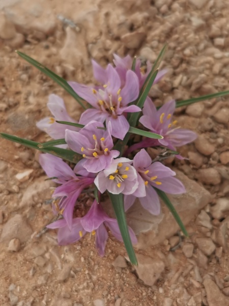 קובץ:2022-01-15T11 10 56.045672431525.jpg