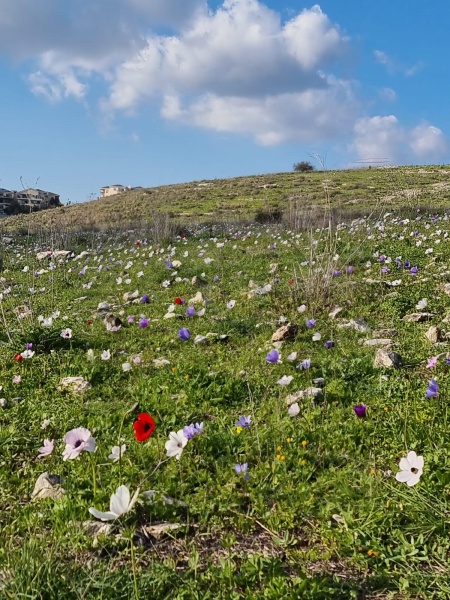 קובץ:2022-01-22T21 11 37.551486322005.jpg