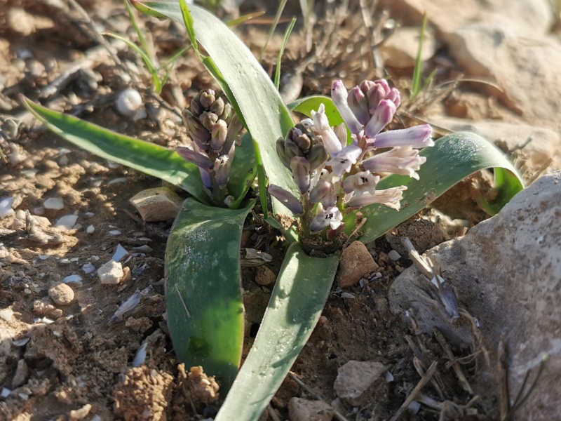 קובץ:2022-01-24T08 12 35.643083735179.jpg