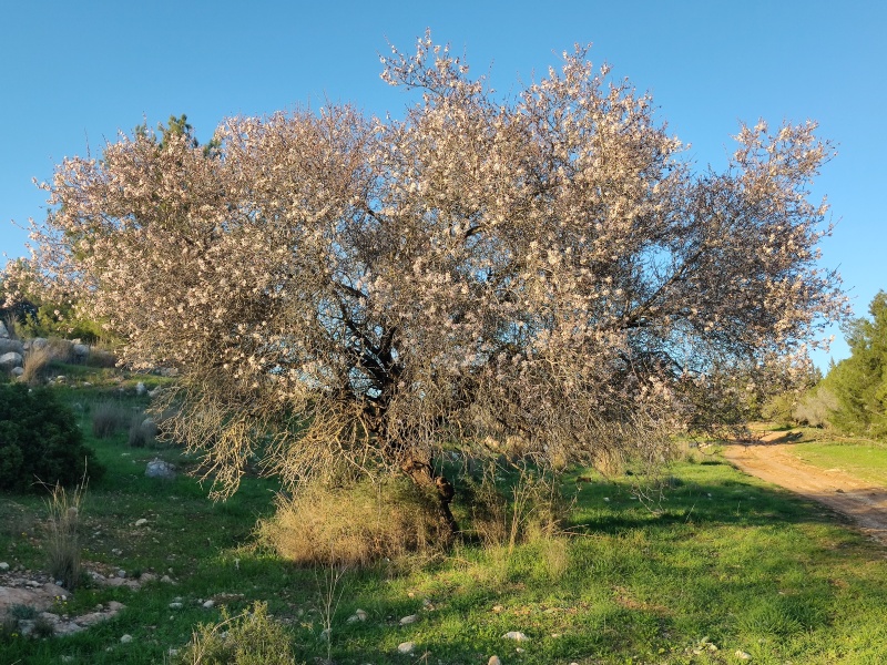 קובץ:2022-02-12T16 40 28.081442117333.jpg