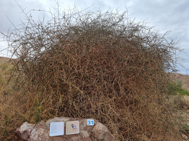 קובץ:2022-02-19T11 48 10.27946853449.jpg