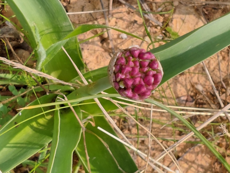קובץ:2022-02-21T12 34 30.211911404763.jpg