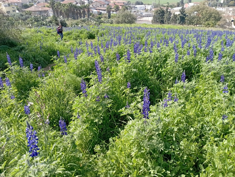 קובץ:2022-02-23T10 57 28.000444250958.jpg