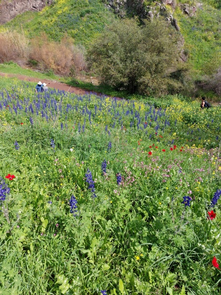 קובץ:2022-03-01T12 15 22.130937111950.jpg