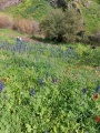 תמונה ממוזערת לגרסה מתאריך 11:33, 1 במרץ 2022