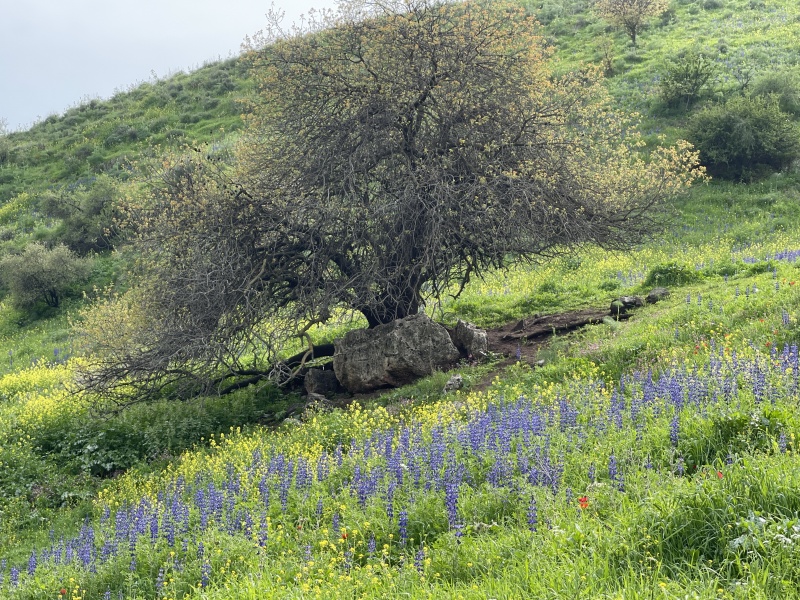 קובץ:2022-03-01T14 30 46.886284572860.jpg