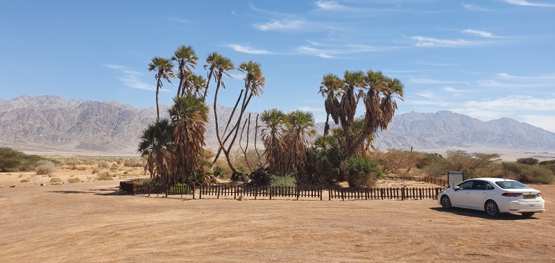 קובץ:2022-03-04T12 12 44.029465697345.jpg