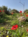 תמונה ממוזערת לגרסה מתאריך 08:03, 5 במרץ 2022