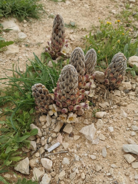 קובץ:2022-03-07T12 08 22.853325129401.jpg