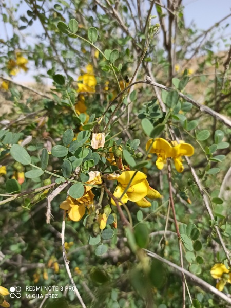 קובץ:2022-03-09T10 01 01.844898103873.jpg