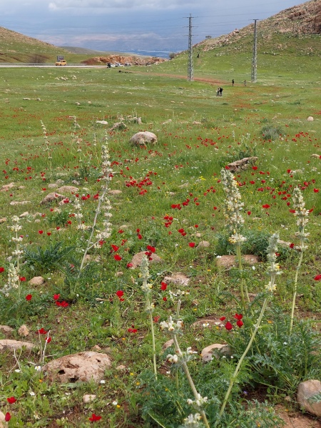 קובץ:2022-03-12T10 47 21.804285370352.jpg