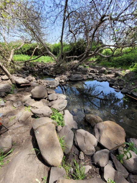 קובץ:2022-04-04T13 42 47.319627557943.jpg