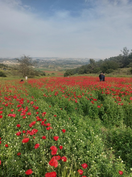 קובץ:2022-04-22T16 37 58.787843397834.jpg