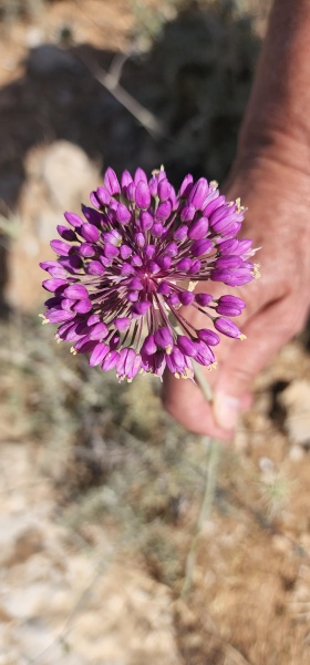 קובץ:2022-05-08T16 17 44.461751654490.jpg