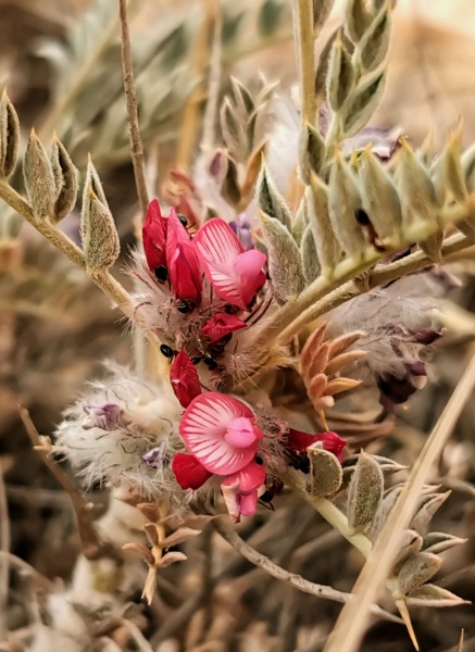 קובץ:2022-05-21T15 16 53.416881260131.jpg
