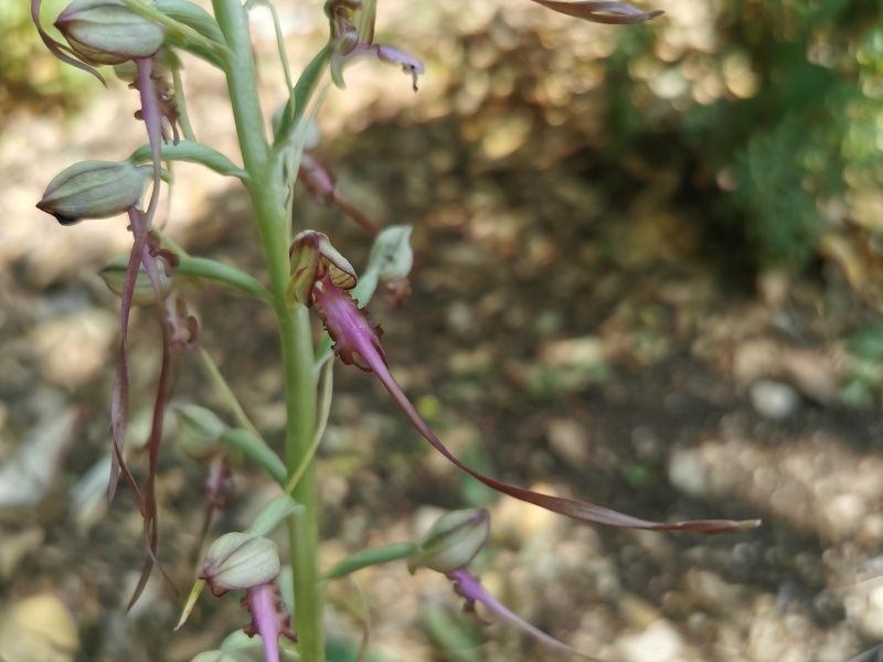 קובץ:2022-05-22T10 36 01.364369130727.jpg