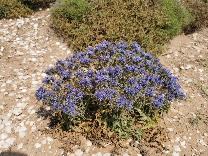 קובץ:2022-06-07T10 26 41.732487748710.jpg