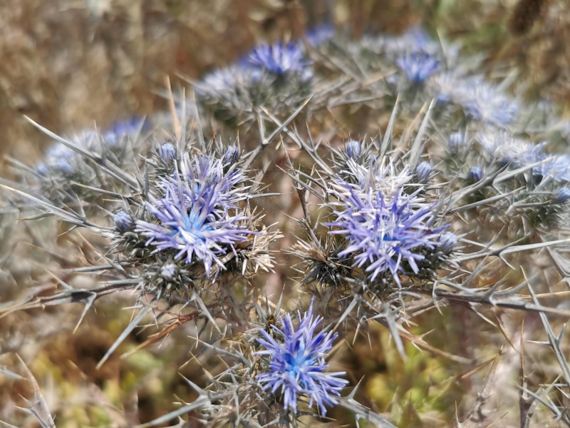 קובץ:2022-06-07T10 51 34.386558865234.jpg