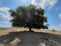 תמונה ממוזערת לגרסה מתאריך 08:29, 11 באוגוסט 2022