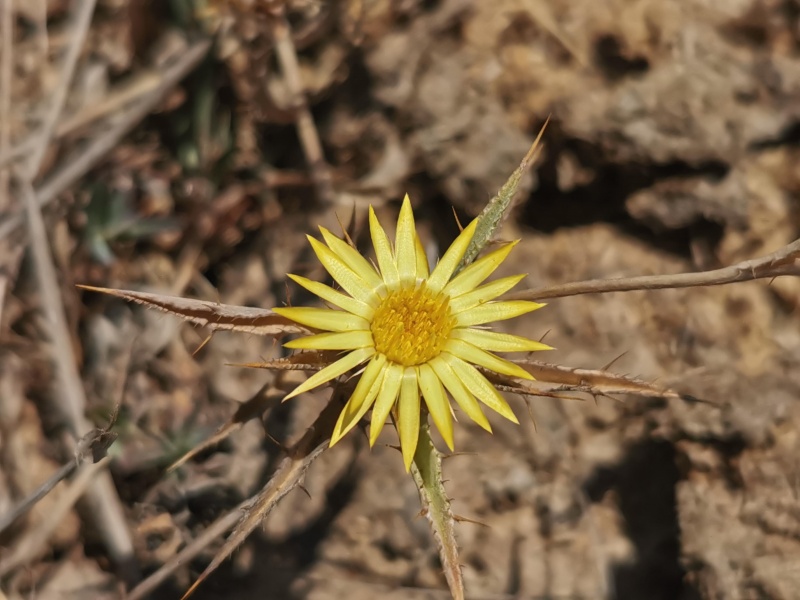 קובץ:2022-08-16T10 59 24.570124830855.jpg