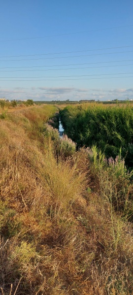 קובץ:2022-08-27T06 59 52.641331188838.jpg