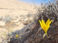 תמונה ממוזערת לגרסה מתאריך 11:57, 12 באוקטובר 2022