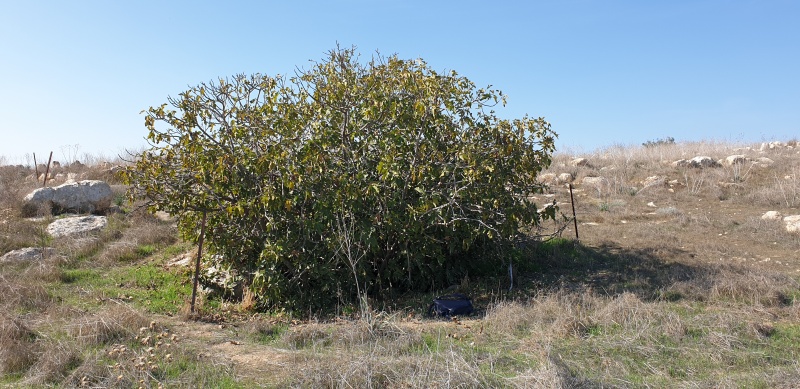 קובץ:2022-12-10T12 29 20.835888672486.jpg