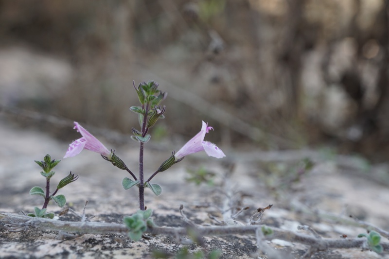 קובץ:2023-01-13T00 01 13.417184405133.jpg