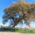 תמונה ממוזערת לגרסה מתאריך 11:47, 18 בינואר 2023