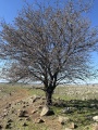 תמונה ממוזערת לגרסה מתאריך 10:14, 20 בינואר 2023