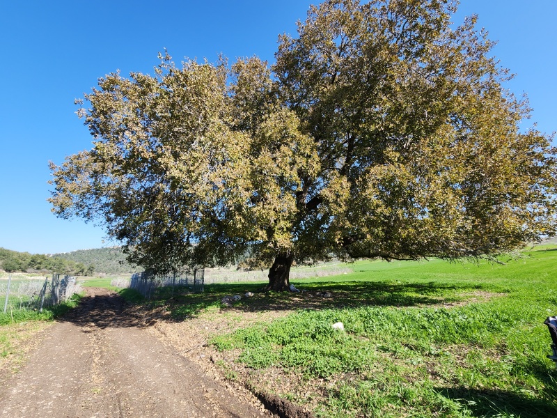 קובץ:2023-01-21T12 01 53.078388588833.jpg