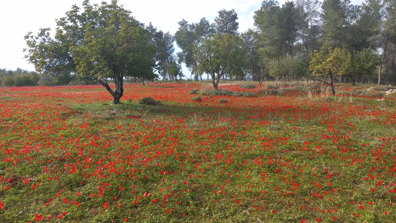 קובץ:2023-02-21T16 35 16.332882159774.jpg